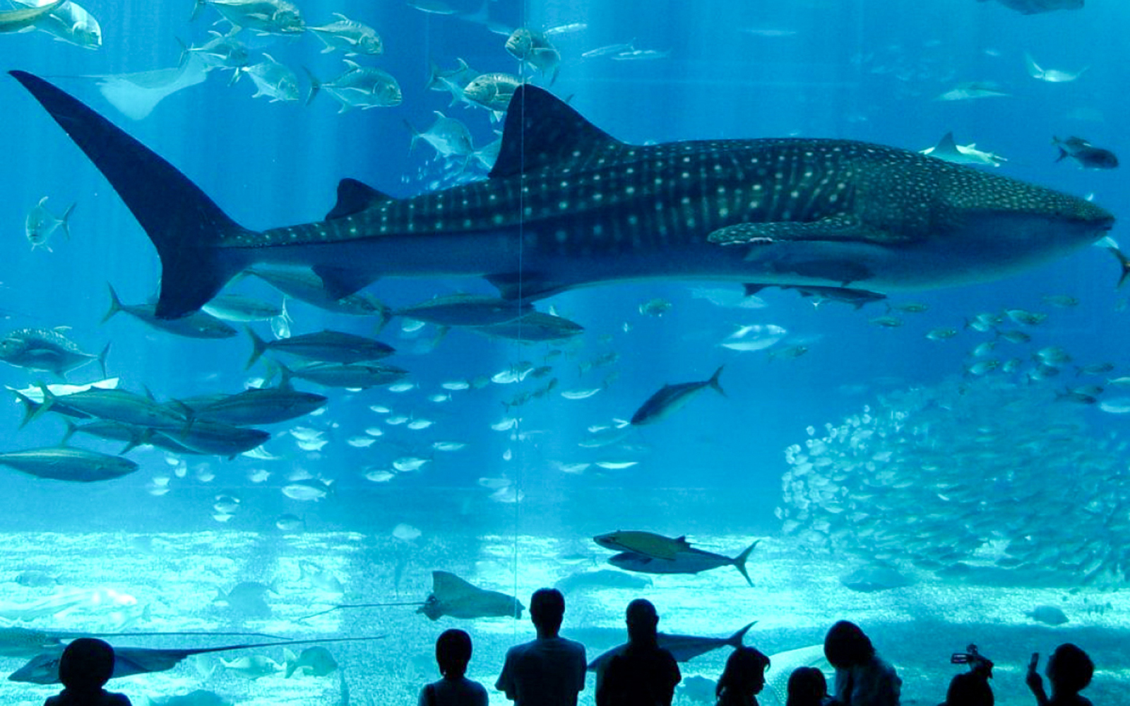 АКВАРИУМ ФЛОРЬЯ